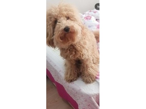 Poodle cinsi köpeğim