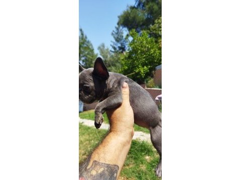 Teslime hazır harika yavrular french bulldog