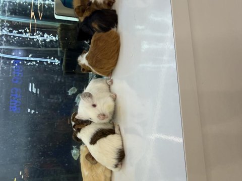Ginepig yavruları citypetshop