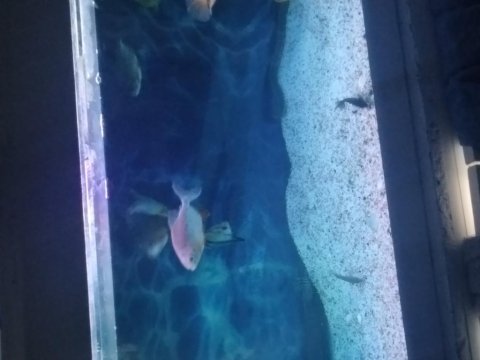 Pacu piranalar 13 15 cm arası