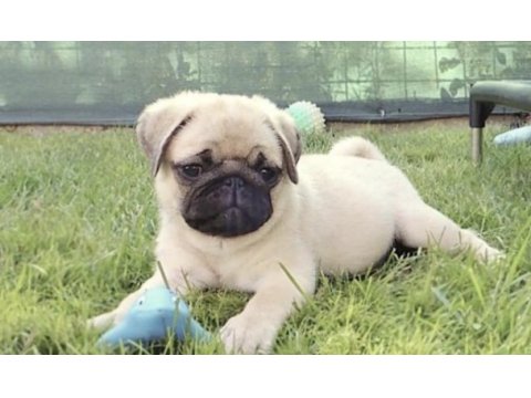 Pug safkan köpeğimiz