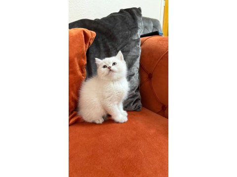 British shorthair point dişi