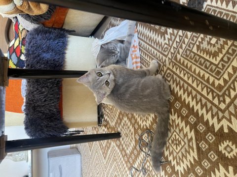 Erkek british shorthair