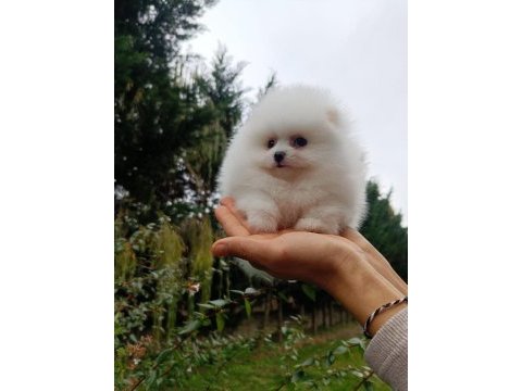 Köpeğimiz büyümeyen 0 numara teacup safkan dişi