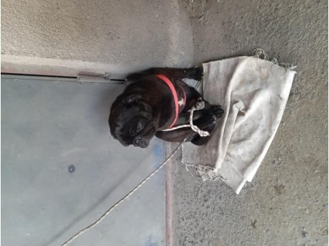 Erkek pug siyah