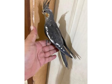 Evinize maskot 50 günlük grey sultan bebek