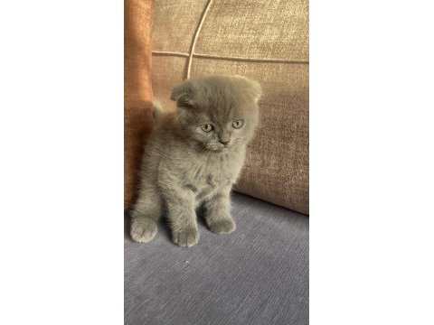 12 eylül doğumlu scottish fold yavrular