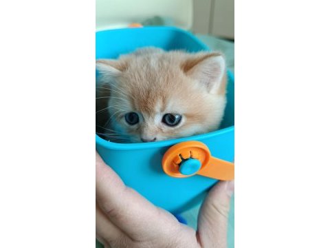 Safkan british shorthair bebeklerimiz