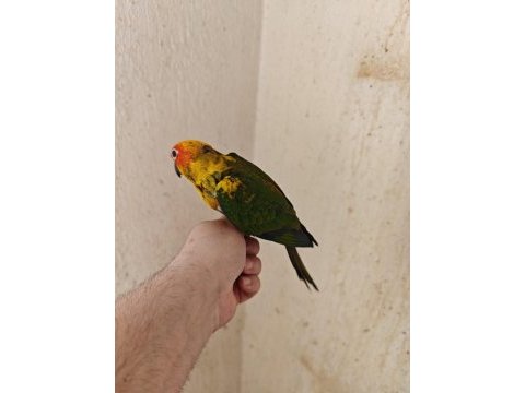 El besleme güneş konur papağanı