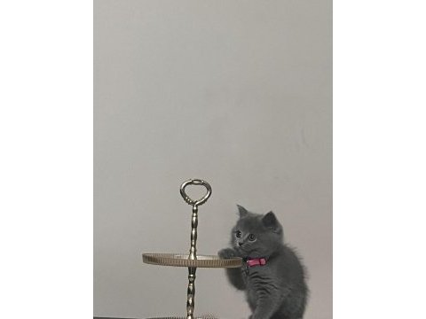 Minik prenses british shorthair