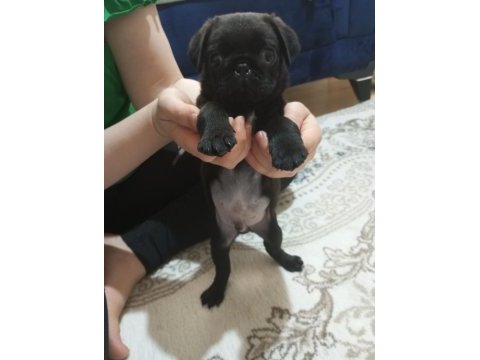 Eğlenceli bebek pug
