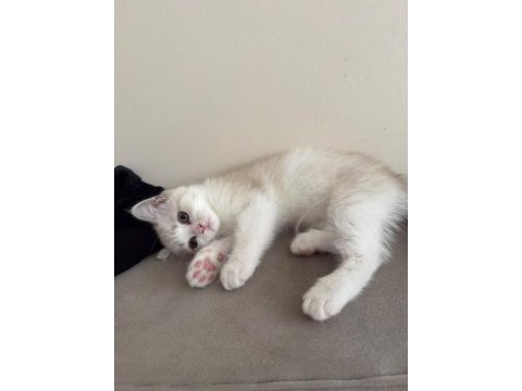British shorthair 2 aylık dişi