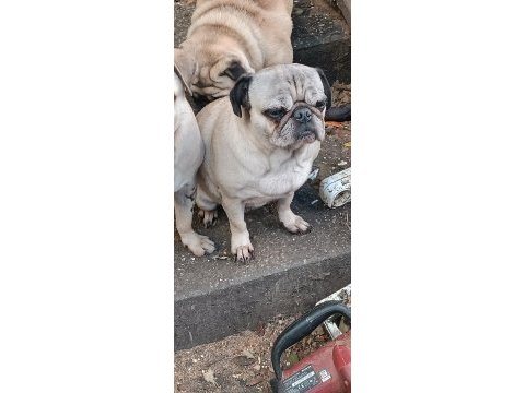 Pug dişi