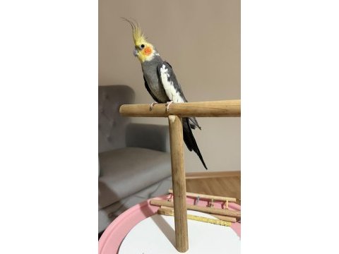 Erkek 8 aylık sultan papağanı