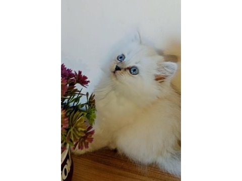 Ballı lokma british silver longhair bebekler