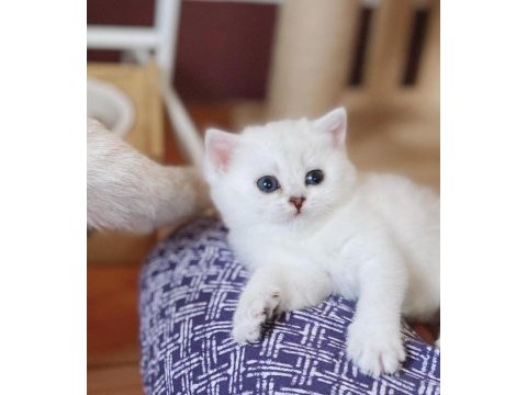 British shorthair yavruları