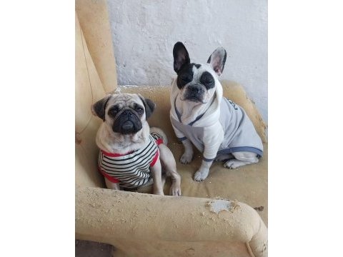 2 yaşında dişi pug