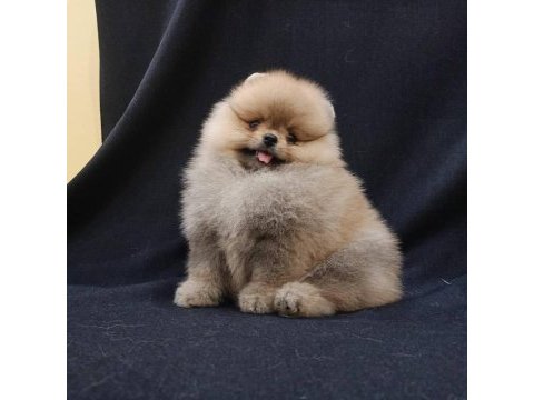 Pomeranian boo yavruları