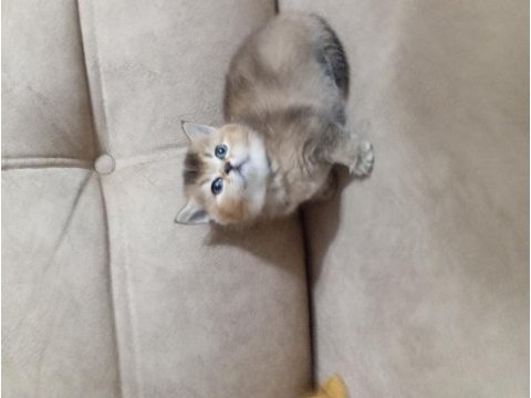 British shorthair gold