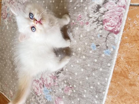 Oyuncu iran kedisi minişler