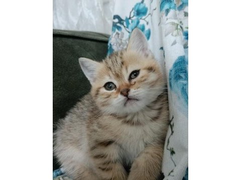 Scottish fold yaramazlar