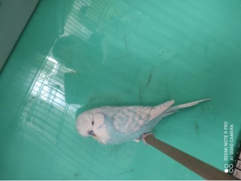 7 aylık erkek show jumbo muhabbet kuşu