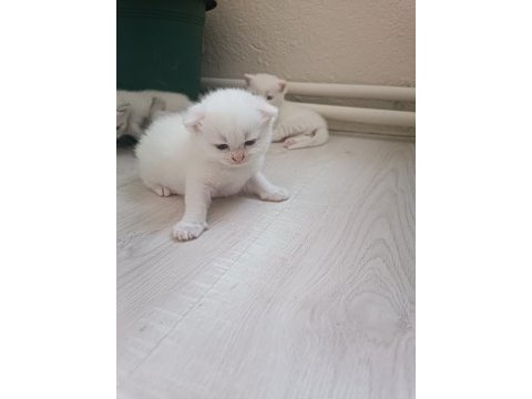 Blue point anne ve scottish fold baba