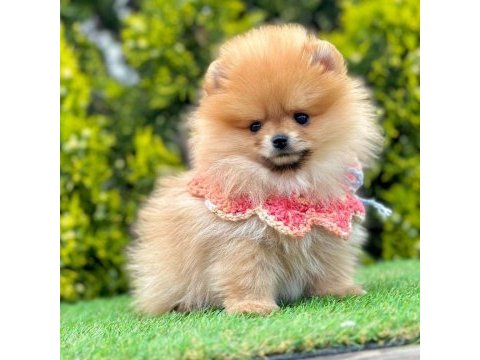 Safkan pomeranian boo bebekler