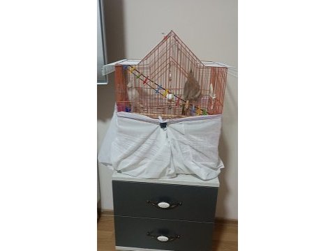 Uyguna iki sultan papağanı bir kafes