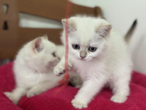 Show kalite goldenpoint british shorthair yavrular