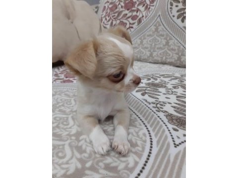 Teacup şivava