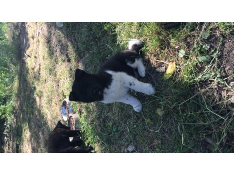 Amerikan akita yavrular