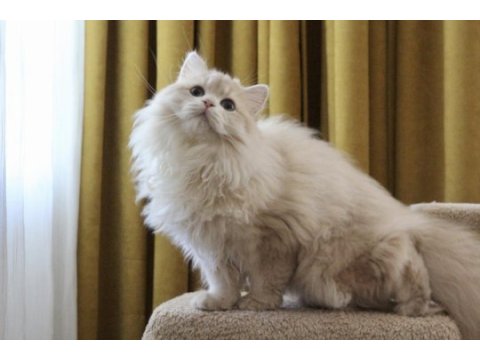 Krem rengi paşa british longhair