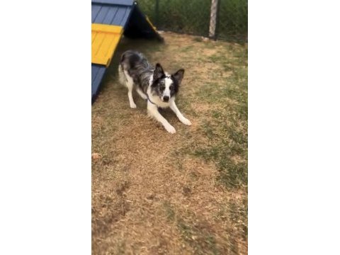 Yetişkin temel düzey eğitimli border collie