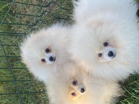 Orjinal ayı surat pomeranian boo yavrular