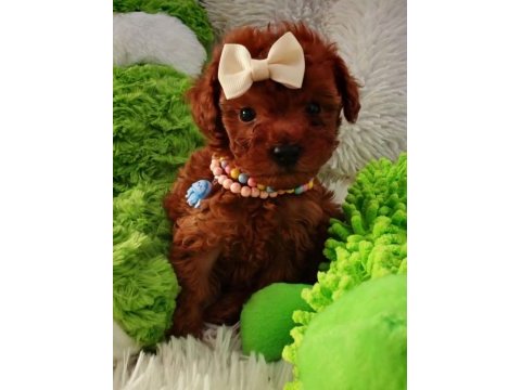 Toy poodle yavrular |sağlık kontrollü