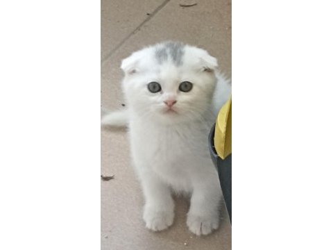 2 aylık teslime hazır scottish fold yavrular