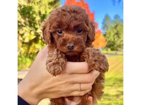 A kalite toy poodle yavrular