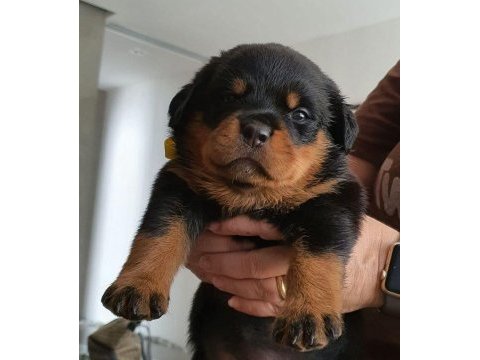 Rottweiler orjinal köpekler