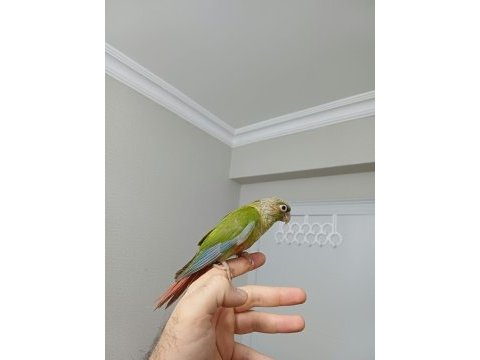 Ful evcil pıneapple konur bebek
