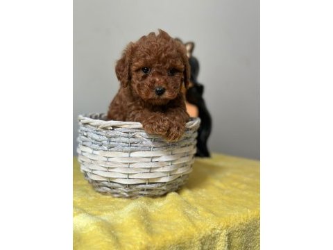 Kıvırcık tüy yumağı toy poodle yavrularım