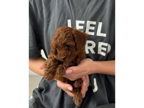 Koyu renk toy poodle yavruları