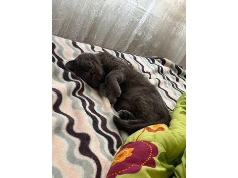 Sahiplendirme british shorthair dişi
