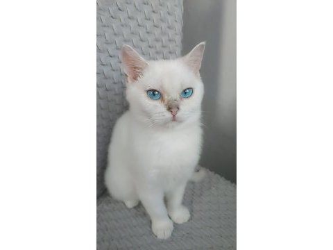 2.5 aylık dişi british longhair