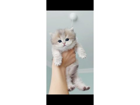 Safkan şecereli anne babadan british longhair prenses