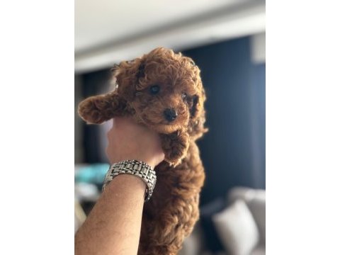 Aradığınız poodle yavrular burada yasal çiftlikten