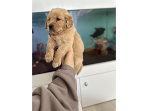 Baby face golden retriever bebekler