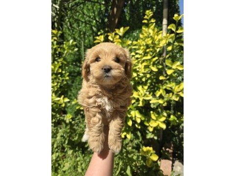 Orjinal teacup maltipoo