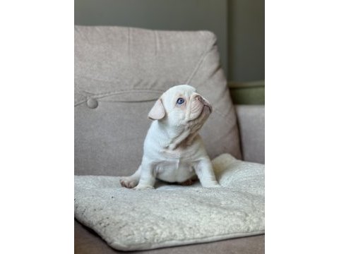 İzmir french bulldog köpeğimiz
