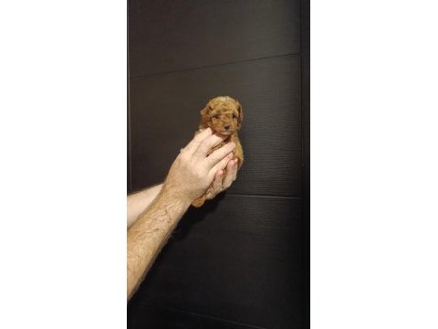 Efsane yavru toy poodle